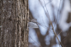 ゴジュウカラ②