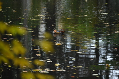 円山公園