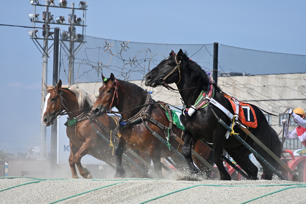 ばんえい競馬