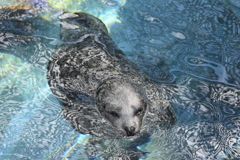 水紋