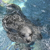 水紋