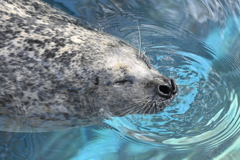水紋