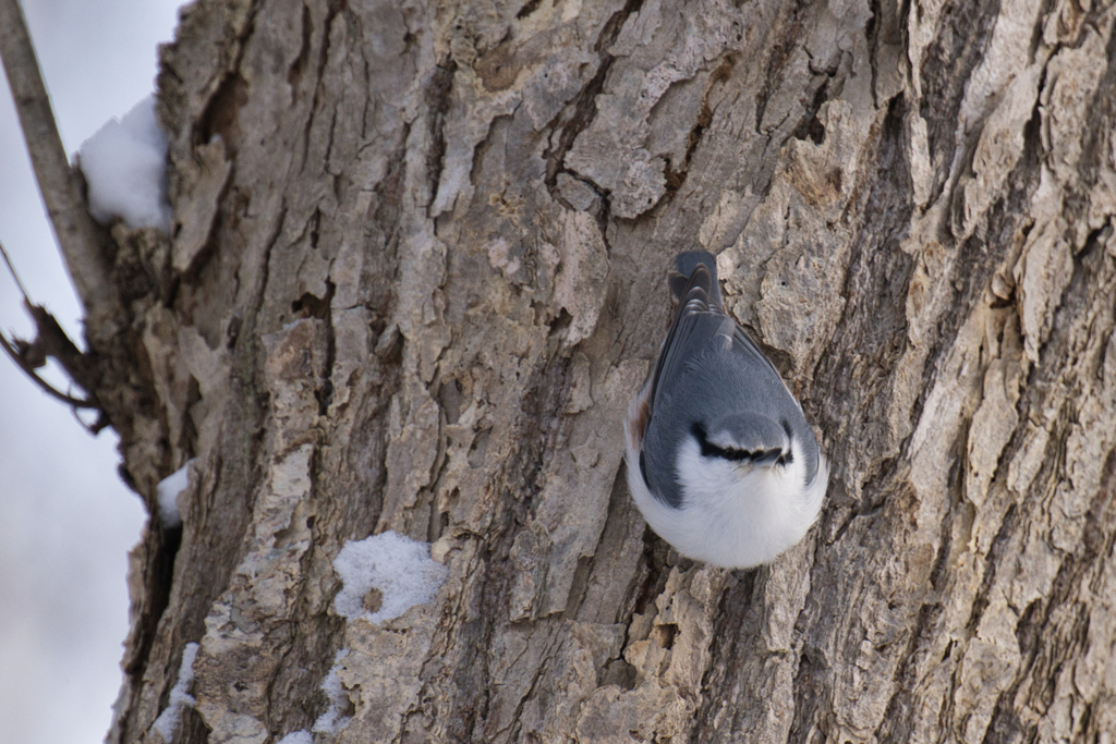 ゴジュウカラ③