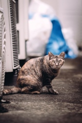 alley cat 3
