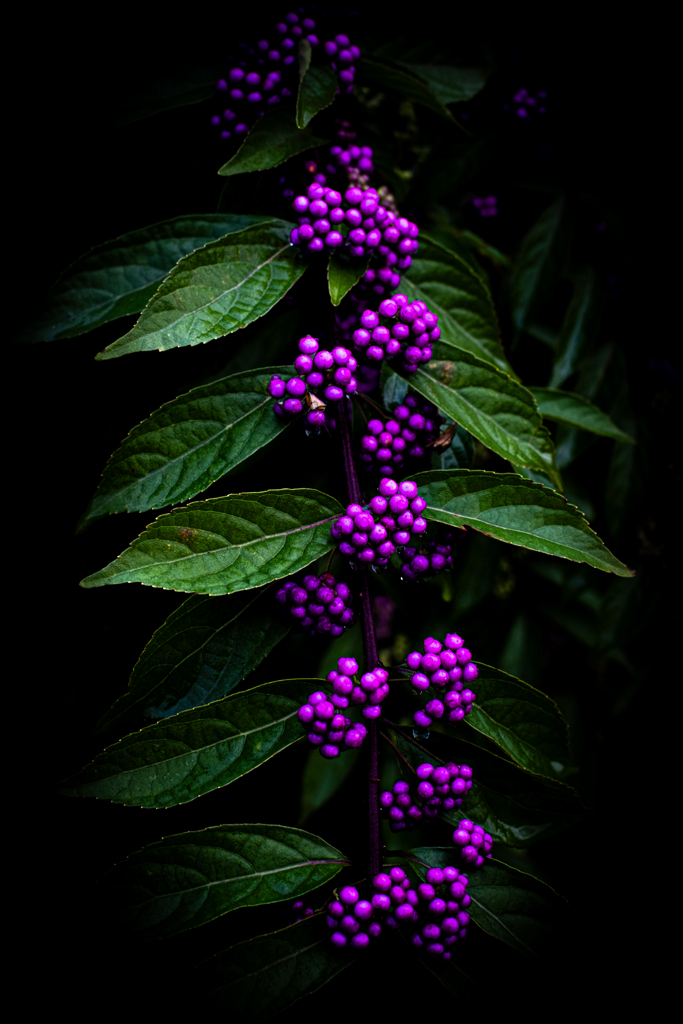 Candid Flower3