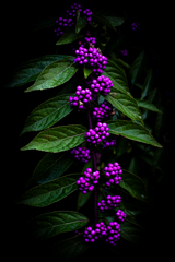 Candid Flower3