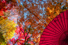 和傘と紅葉と
