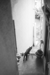 alley cat 8