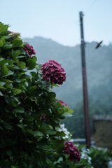 雨と紫陽花と