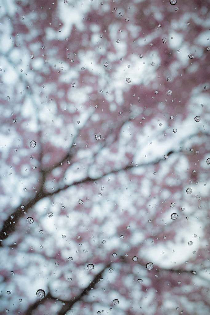 花紋 その2