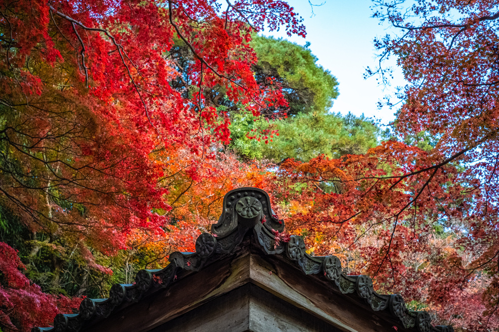 軒天と秋空