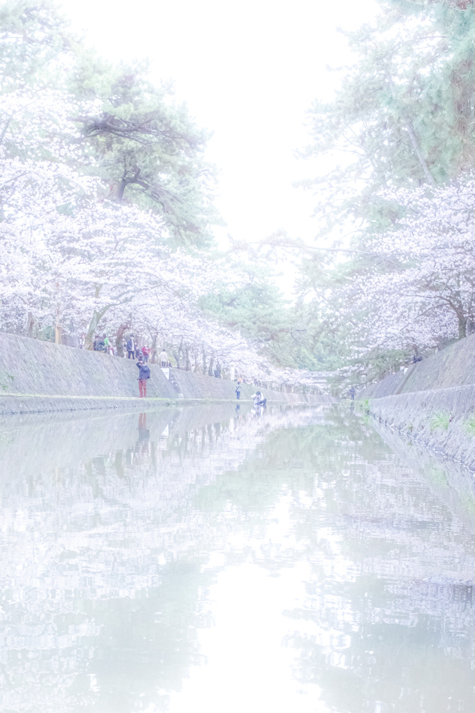 夙川桜風景