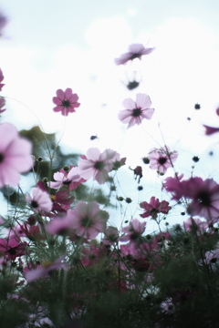 秋桜の季節