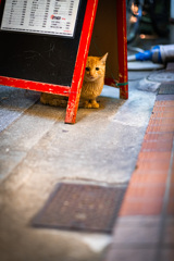 alley cat 4