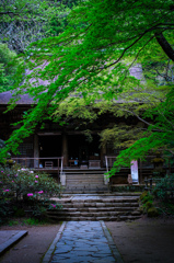 新緑の室生寺 2