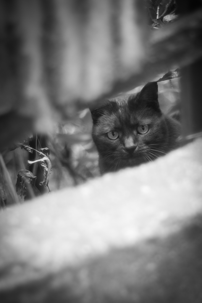 alley cat 9