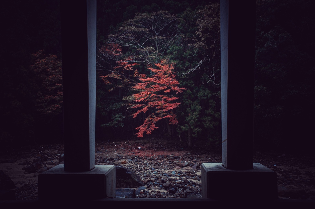秋を覗く