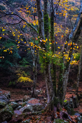 苔むす森の大樹