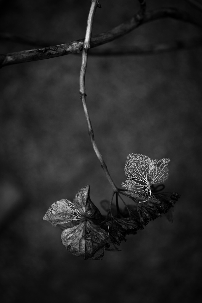冬紫陽花明暗 1