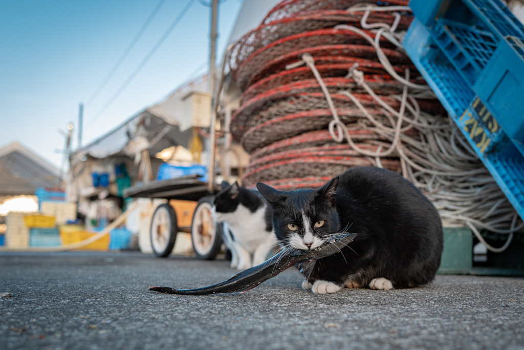 alley cat 5
