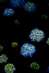 雨の日に感じる紫陽花