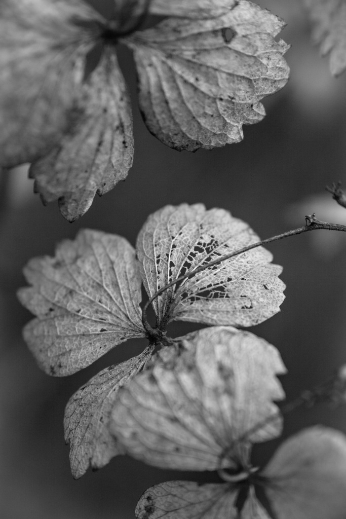冬紫陽花明暗 2