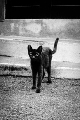 alley cat 7