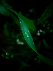 メビウスの草