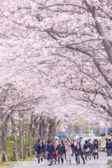 春の記憶 1