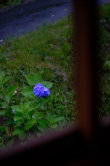 窓辺から紫陽花