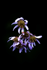 Candid Flower2