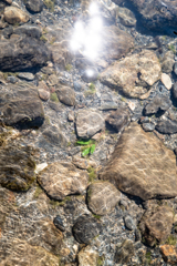 安曇川の水