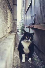 alley cat 2