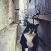 alley cat 2