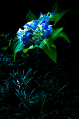 瑞々しく輝くような紫陽花