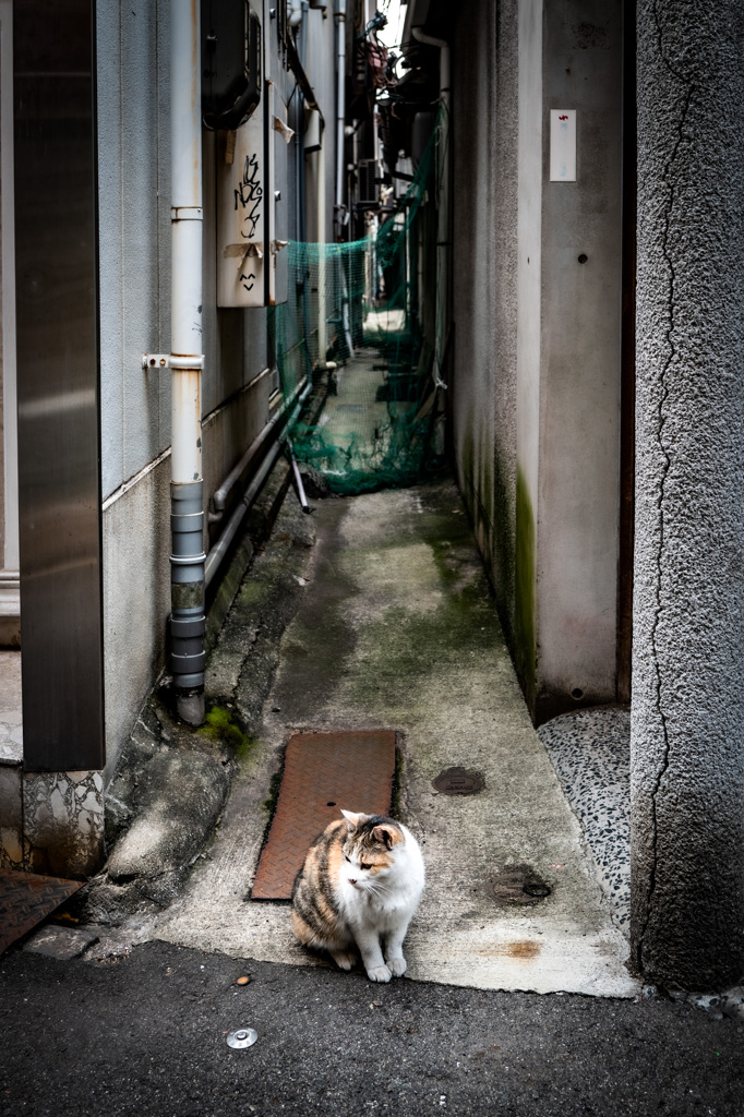 alley cat 6