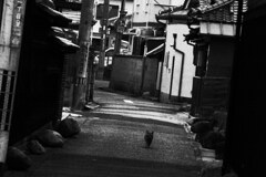 流離猫