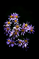 Candid Flower