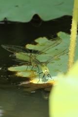 昆虫採集