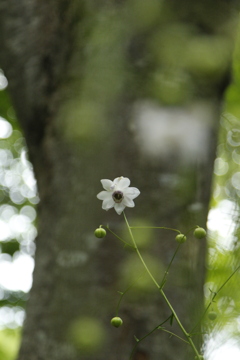 好きな花　レンゲショウマ