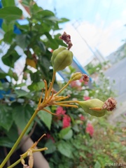 IMG_20240721_073057