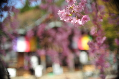 桜6