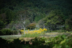 密集