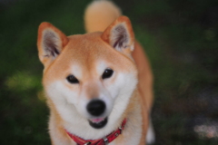 柴犬