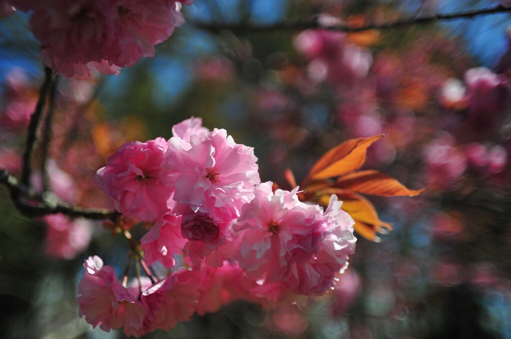 八重桜6