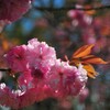 八重桜6