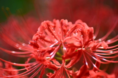 彼岸花5