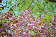 八重桜21