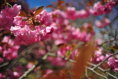 八重桜2