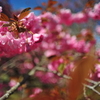 八重桜2